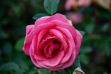 Rose flower closeup. Shallow depth of field. Spring flower of pink rose