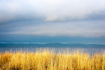 Złote trawy przy linii brzegowej. Norwegia.