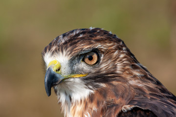 Red-Tailed Falcon close-up