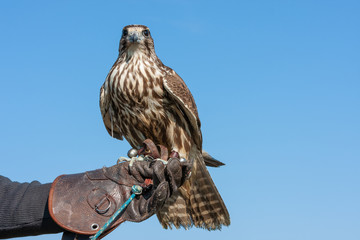 Saker Falcon on a falconer's glove - obrazy, fototapety, plakaty