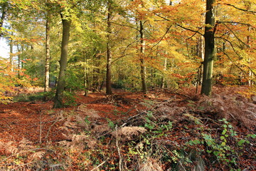 Herbstpanorama