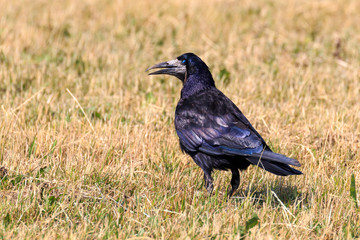 A rook with a blue eye in springtime