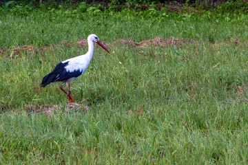White stork walking in the grass