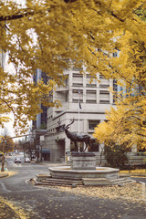 Scene of yellow autumn park in Portland downtown