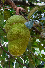 Jacktree and jackfruit (Artocarpus heterophyllus)
