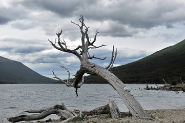 Dry twisted tree by the ocean.