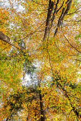 Wierzchołki drzew w barwach jesieni