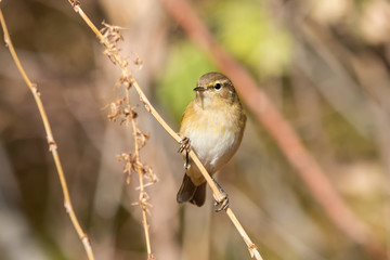Söğütbülbülü » Willow Warbler » Phylloscopus trochilus