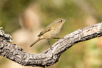 Söğütbülbülü » Willow Warbler » Phylloscopus trochilus