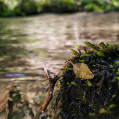 leaf on rock