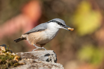 Kaya sıvacısı » Western Rock Nuthatch » Sitta neumayer