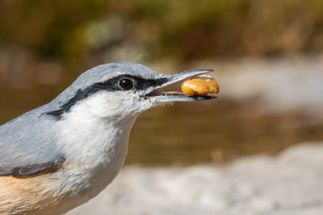 Obraz premium Kaya sıvacısı » Western Rock Nuthatch » Sitta neumayer