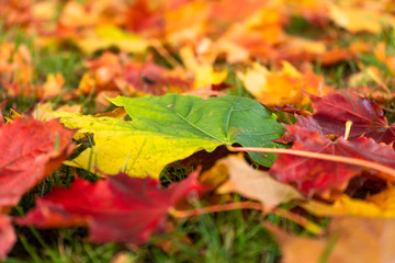 autumn leaves background