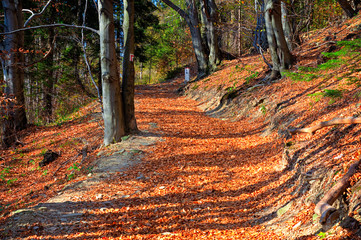 Droga w górach, barwy jesieni