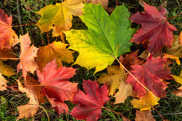 autumn leaves background