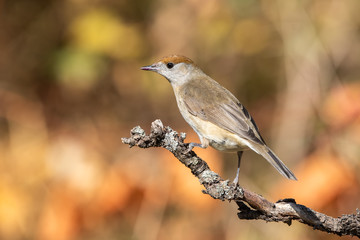 Karabaşlı ötleğen » Eurasian Blackcap » Sylvia atricapilla