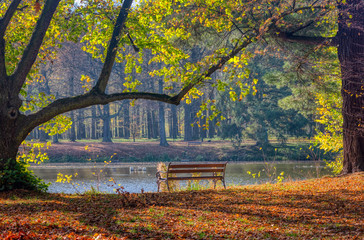 Ławka jesienią w parku nad wodą