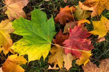 autumn leaves background