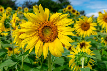 Sunflowers at Waimanalo Country Farm in Oahu, Hawaii