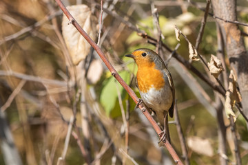  Kızılgerdan » Erithacus rubecula » European Robin