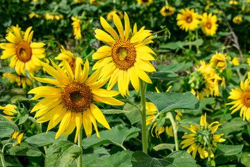 Sunflowers at Waimanalo Country Farm in Oahu, Hawaii