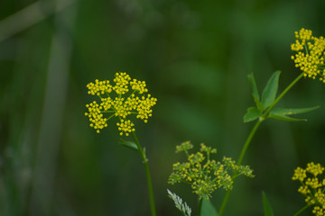 yellow flower in prairie