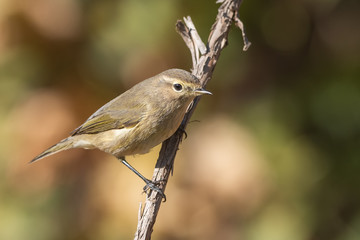 Söğütbülbülü » Willow Warbler » Phylloscopus trochilus