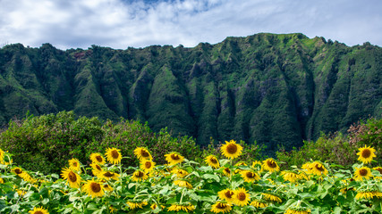 Sunflowers at Waimanalo Country Farm in Oahu, Hawaii