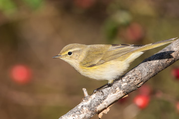 Söğütbülbülü » Willow Warbler » Phylloscopus trochilus
