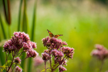 butterfly on a pink flower