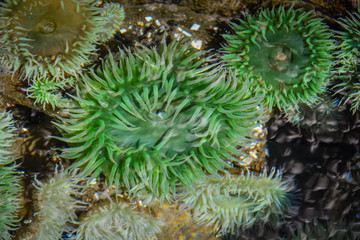 Tidepools on Oregon Uncrowded Beach