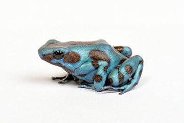 Goldbaumsteiger (Dendrobates auratus) - Green and black poison dart frog