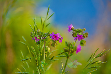 flowers on background of blue sky