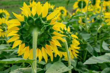 Sunflowers at Waimanalo Country Farm in Oahu, Hawaii