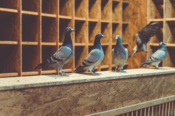 Pigeon birds standing together with friends.Pigeons sitting.Isolated pigeons.Portrait of birds