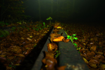 Herbststimmung, Gleise mit Laub bedeckt