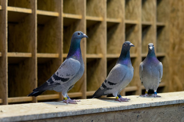 Pigeon birds standing together with friends.Pigeons sitting.Isolated pigeons.Portrait of birds
