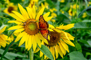 Sunflowers at Waimanalo Country Farm in Oahu, Hawaii