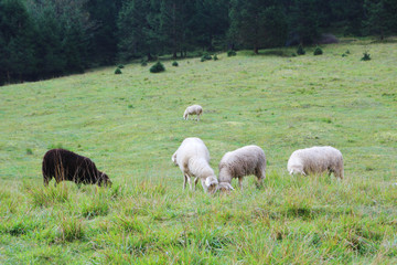 Sheeps grazing in Soca river valley, Slovenia	