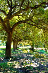 Beautiful park in Houston. Texas. United States