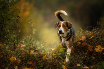 Mixed breed dog in autumn landscape - obrazy, fototapety, plakaty