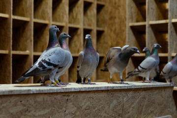 Fototapeta premium Pigeon birds standing together with friends.Pigeons sitting.Isolated pigeons.Portrait of birds
