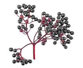 Black elderberry fresh fruit on branch isolated on white background, top view.