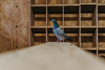 Pigeon birds standing together with friends.Pigeons sitting.Isolated pigeons.Portrait of birds