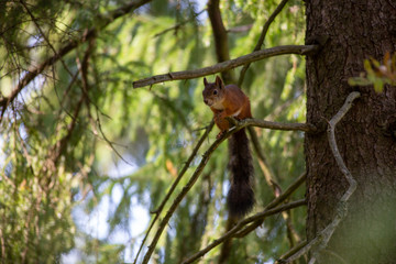 Happy young squirrel playing in the forest. Jumping from one tree to another.