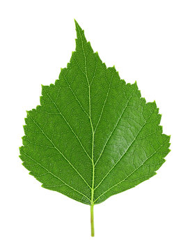 Green leaf of birch tree isolated on a white background