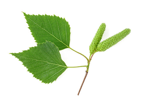 Young branch of birch with buds and leaves isolated on a white background