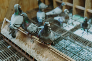 Pigeon birds standing together with friends.Pigeons sitting.Isolated pigeons.Portrait of birds