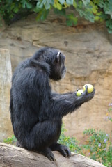 Monkey is happy when he got an apple to eat. Closeup photo of a monkey eating in zoo.