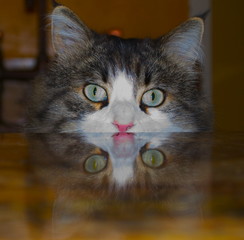 Cat Peeking Over Table with Reflection